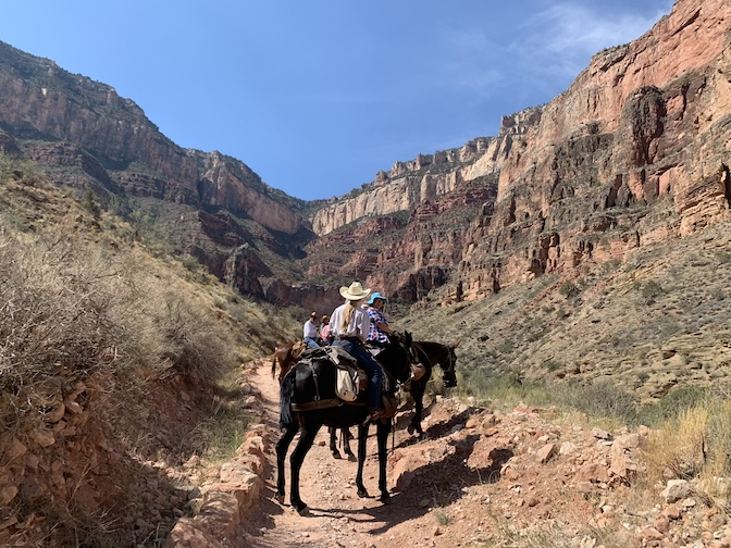 Horses with riders at rest along the Bright Angel Trail inside Grand Canyon, looking up towards the South Rim