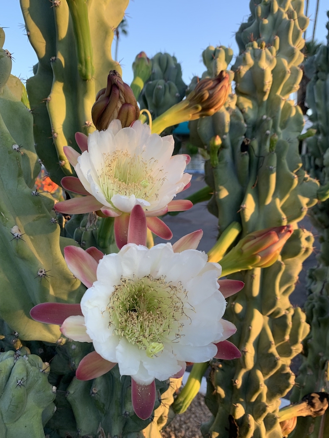 Large cactus with two white flowers in the foreground and several more buds about to open